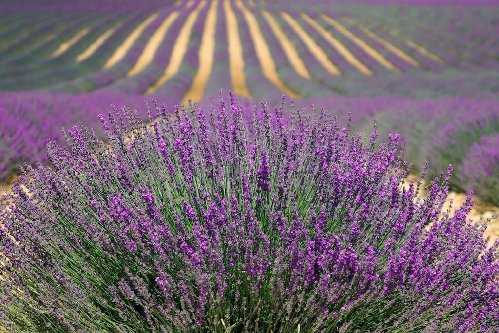 Impression Du Sud Gite 1 Saint-Rémy-de-Provence Extérieur photo